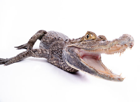 close-up of alligator on the white backgroundの写真素材