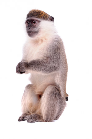 Vervet Monkey on the white backgroundの写真素材