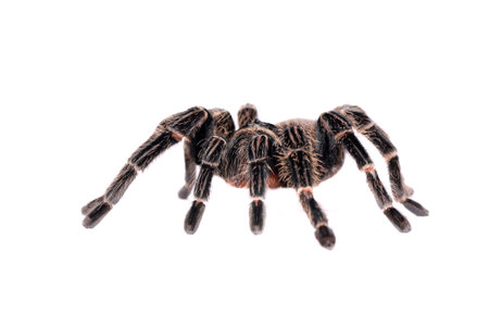 big spider Tarantulaの写真素材
