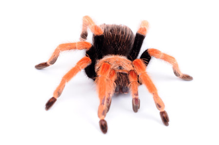 big spider Tarantulaの写真素材