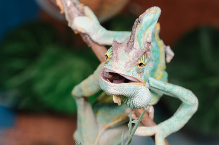 chameleonの写真素材