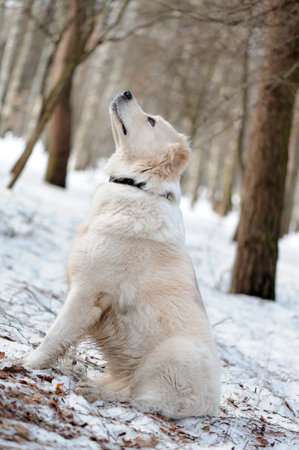 Portrait of the dog