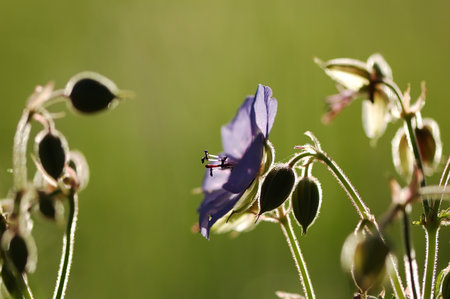flowers on the green backgroundの写真素材