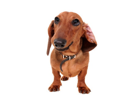 Portrait Of The dachshund Dog Isolated On Whiteの写真素材