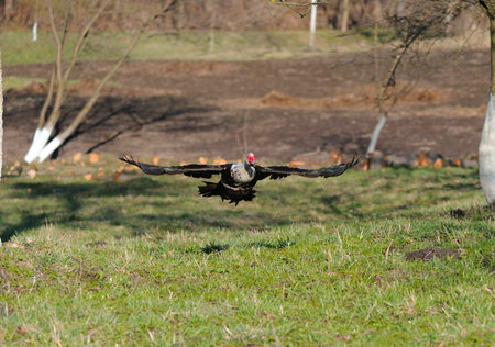 flying duckの写真素材