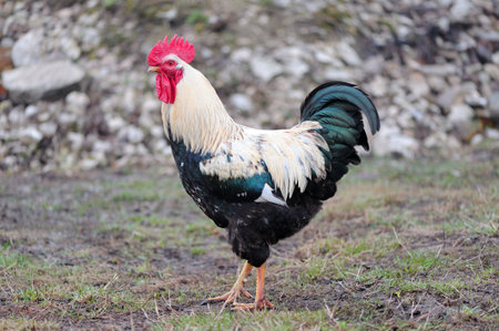 rooster