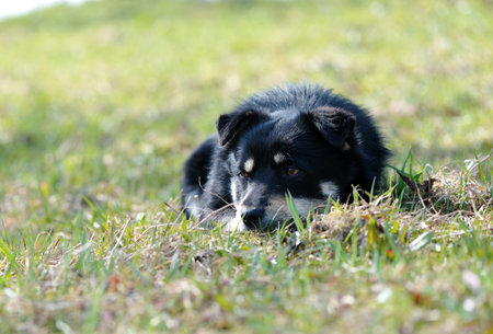 Portrait of the dogの写真素材