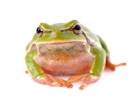 closeup green tree frog isolated on white background の写真素材