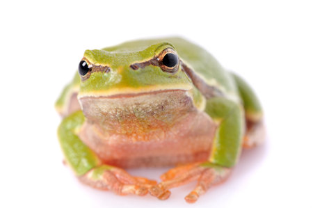 closeup green tree frog isolated on white background の写真素材