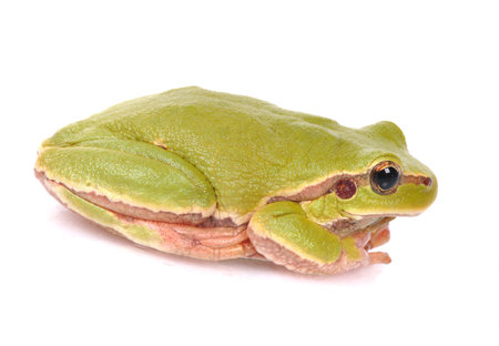 closeup green tree frog isolated on white background の写真素材