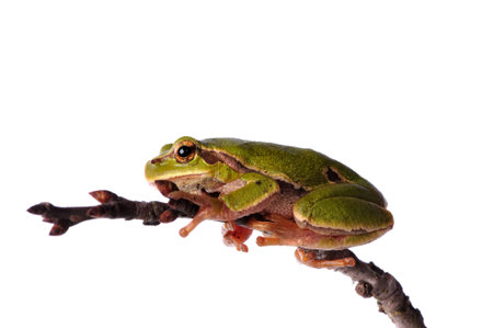 closeup green tree frog isolated on white background の写真素材