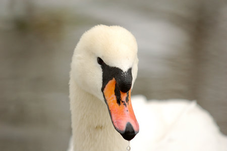 portrait of the swanの写真素材