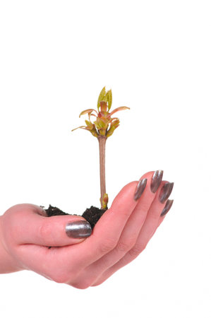 Hand with plant isolated on white backgroundの写真素材