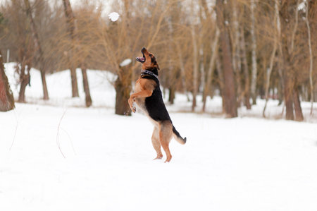 jumping dog

の写真素材