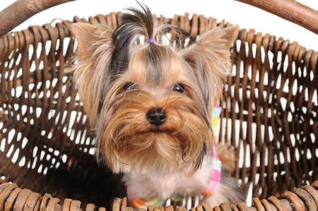 Yorkshire Terrier in the basketの写真素材