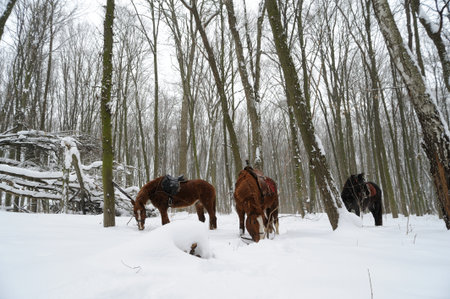 Horse in the frosty winter forestの写真素材