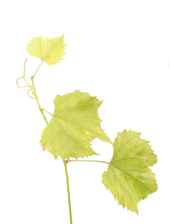 Fresh Green Grape Leaf on isolated white Background の写真素材