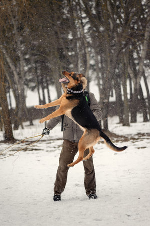 Girl playing with dog on the snowの写真素材