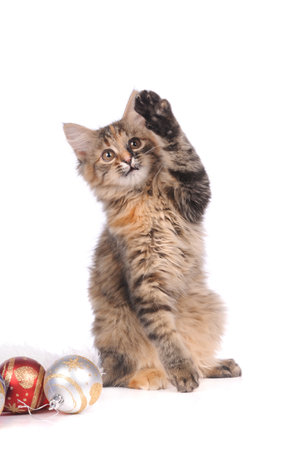 playful kitten cat isolated on white の写真素材