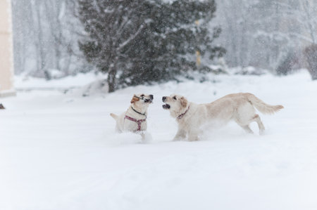 dogs playing on the snow の写真素材