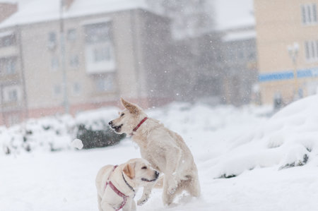 dogs playing on the snow の写真素材