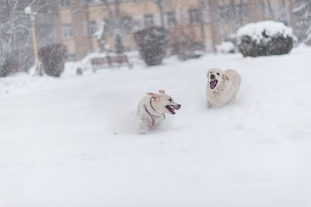 dogs playing on the snow の写真素材