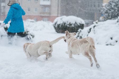 Girl playing with dogs on the snow
