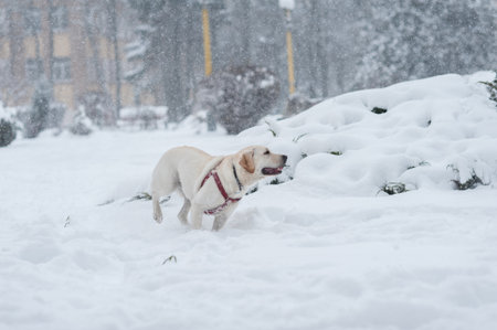 dogs on the snow の写真素材