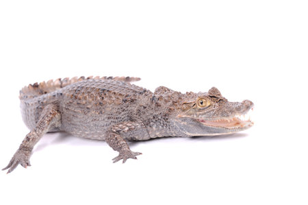 Alligator isolated over white background 
の写真素材