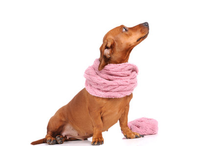 dachshund dog dressed into scarf isolated over whiteの写真素材