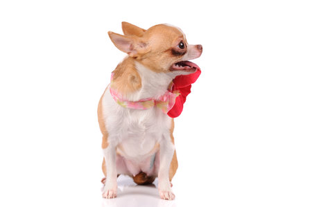 funny chihuahua dog isolated over white backgroundの写真素材