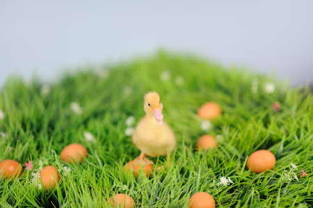 baby duck in green grass with eggs aroundの写真素材