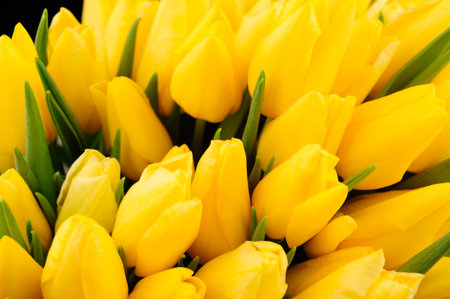 bunch of gorgeous Yellow Tulips の写真素材