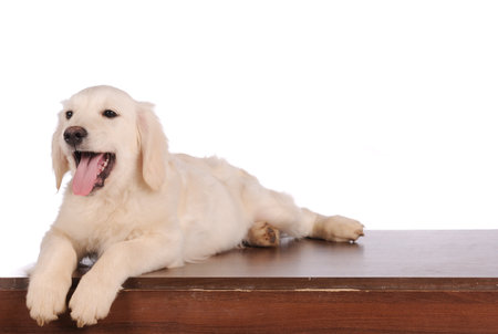 Purebred golden retriever dog isolated over white 