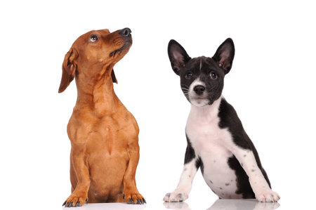 Two dogs together isolated over white background