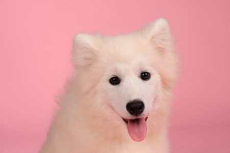 Samoyed dog isolated on  pink backgroundの写真素材