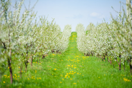 Rows of beautifully blossoming cherry trees on a green lawnの写真素材