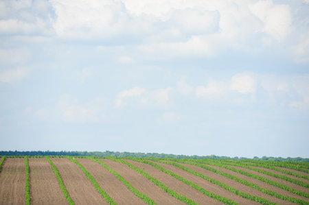 green field and blue sky with light cloudsの写真素材
