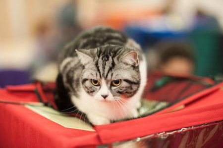funny cat with blurred backgroundの写真素材