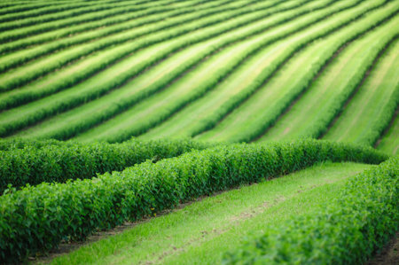 Summer landscape. Green fieldの写真素材