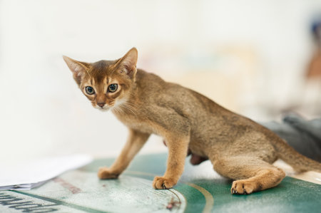 funny cat with blurred backgroundの写真素材