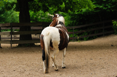 horse walking on the groundの写真素材