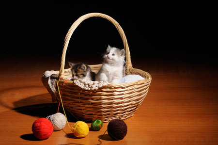 lovely kitty in the basketの写真素材