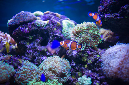 Underwater picture with great variety of fishの写真素材