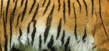 tiger on the green grassの写真素材