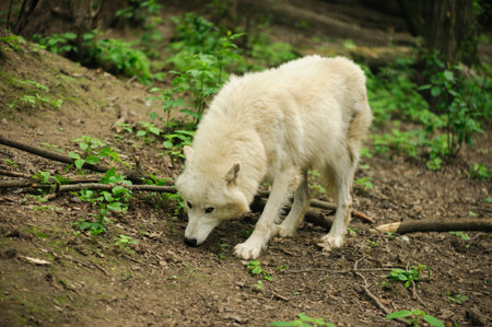 wolf walking on the ground