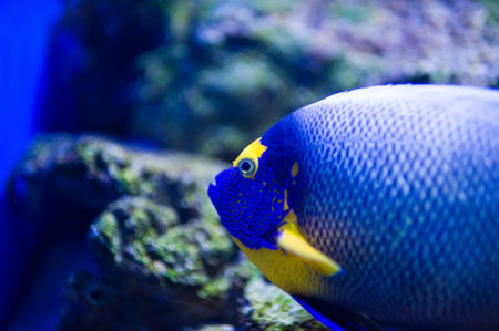 Underwater picture with great variety of fishの写真素材