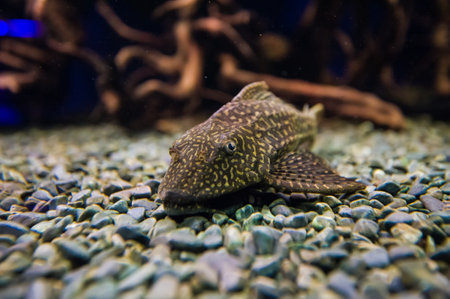 Underwater picture with great variety of fishの写真素材