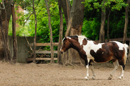 horse walking on the groundの写真素材