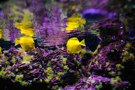 Underwater picture with great variety of fish